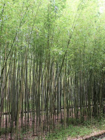 Phyllostachys humilis