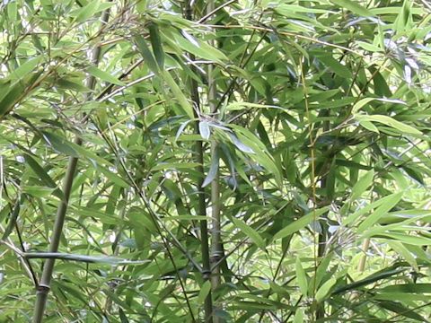 Phyllostachys humilis