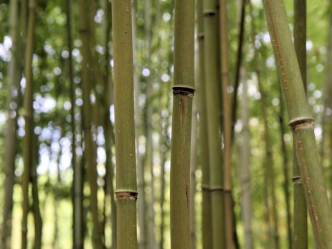 Phyllostachys humilis