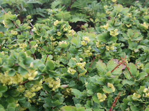 Berberis amurensis