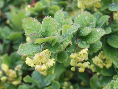 Berberis amurensis