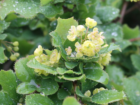 Berberis amurensis