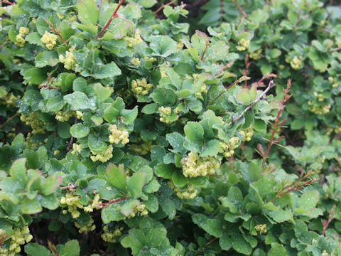 Berberis amurensis