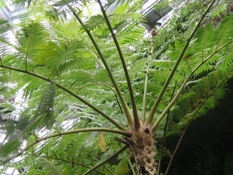 Cyathea lepifera