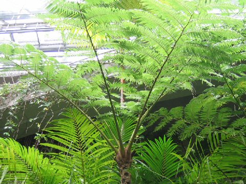 Cyathea lepifera