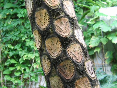 Cyathea lepifera