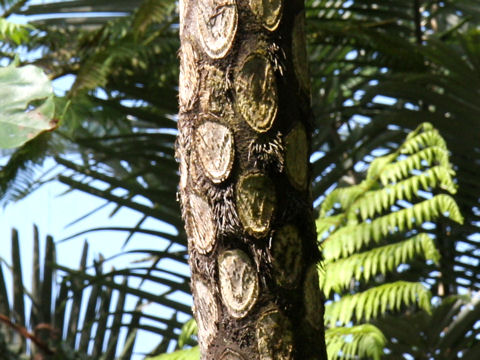 Cyathea lepifera