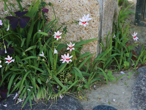 Freesia laxa