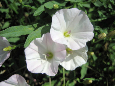Calystegia sepium
