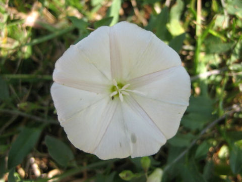 Calystegia sepium