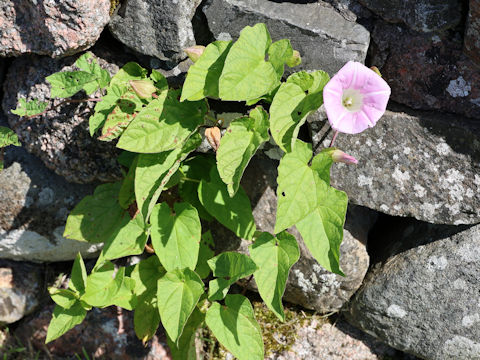 Calystegia sepium