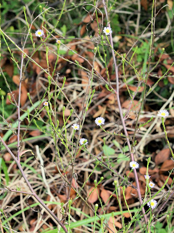 Aster subulatus var. sandwicensis