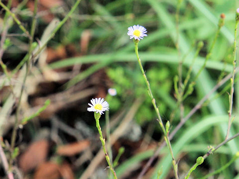 Aster subulatus var. sandwicensis