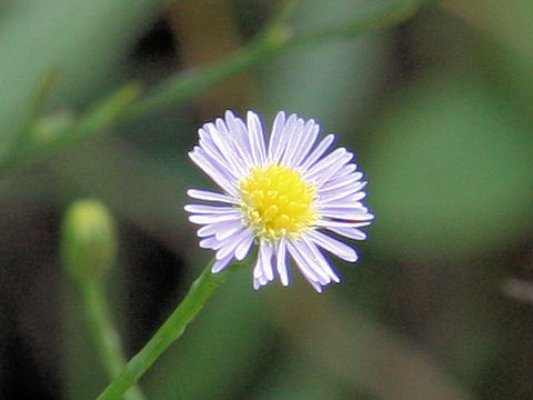 Aster subulatus var. sandwicensis