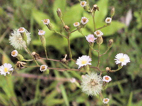 Aster subulatus var. sandwicensis