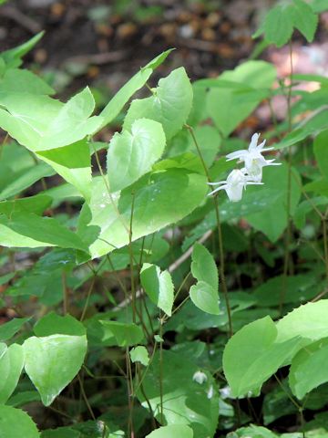 Epimedium x youngianum