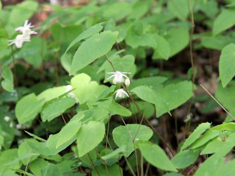 Epimedium x youngianum