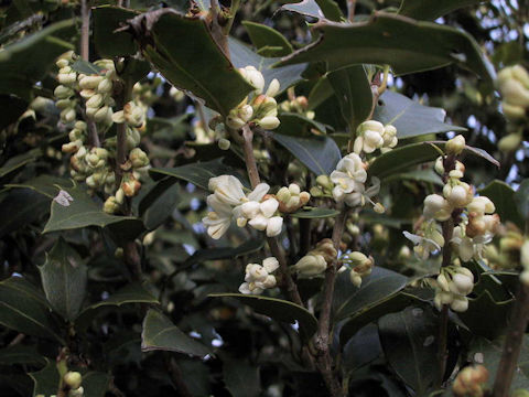 Osmanthus heterophyllus