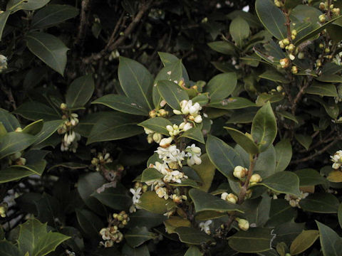 Osmanthus heterophyllus