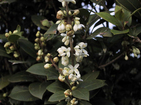 Osmanthus heterophyllus