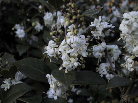 Osmanthus heterophyllus