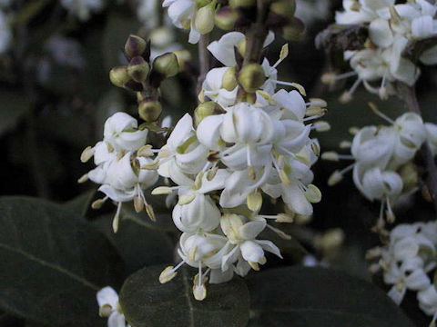 Osmanthus heterophyllus