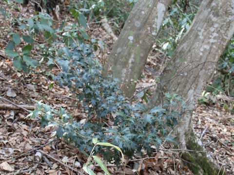 Osmanthus heterophyllus