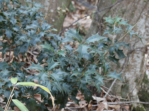 Osmanthus heterophyllus