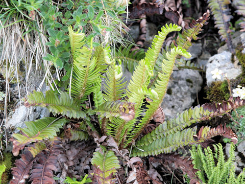 Polystichum lonchitis