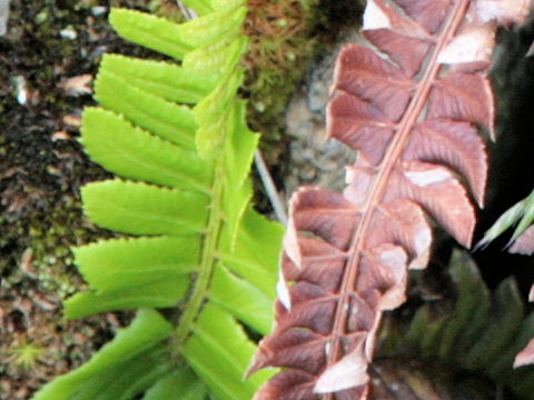 Polystichum lonchitis