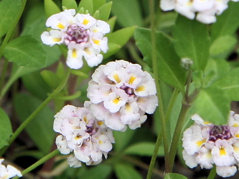 Lippia canescens var repens