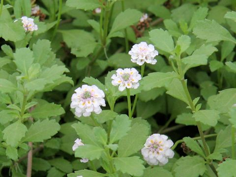 Lippia canescens var repens