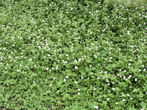 Lippia canescens var repens