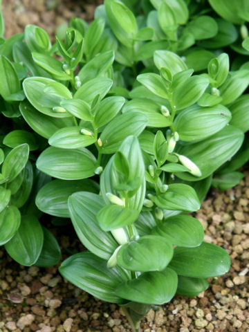 Polygonatum humile