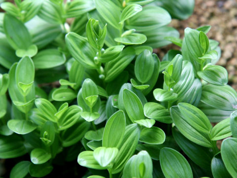 Polygonatum humile