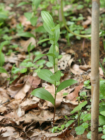 Polygonatum humile