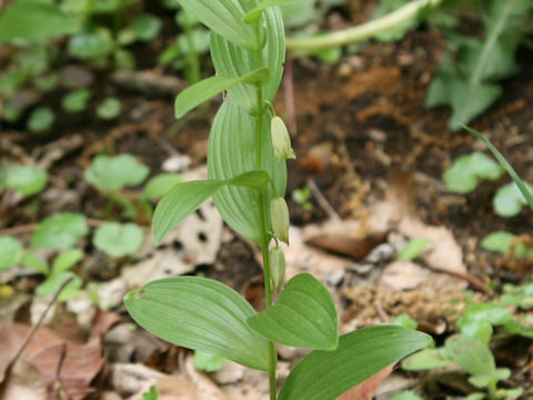 Polygonatum humile