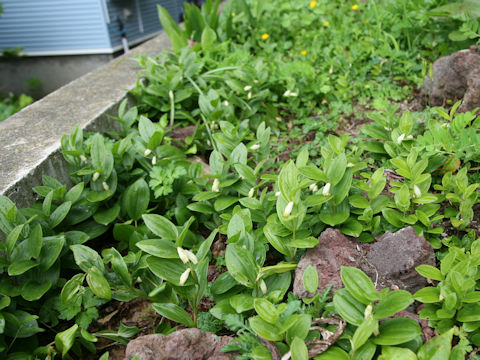 Polygonatum humile