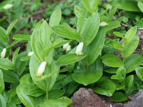 Polygonatum humile