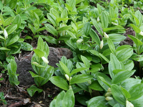 Polygonatum humile
