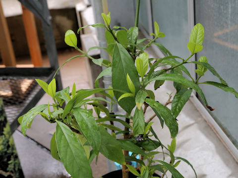 Benkara sinensis