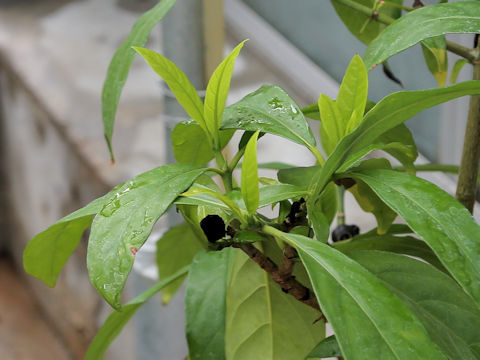 Benkara sinensis