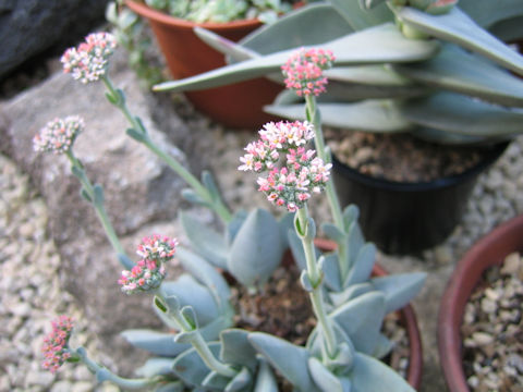 Crassula falcata f. minima