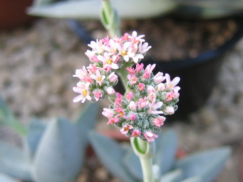 Crassula falcata f. minima