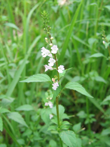 Mosla dianthera