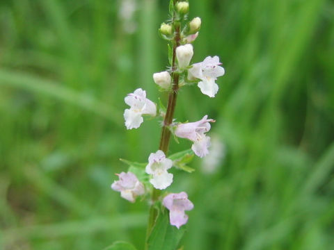 Mosla dianthera