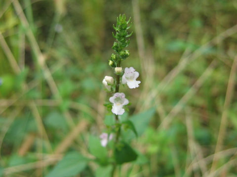 Mosla dianthera