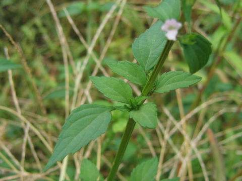 Mosla dianthera