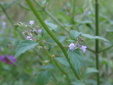 Mosla dianthera