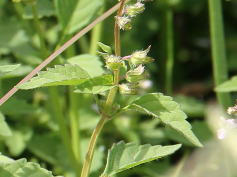 Mosla dianthera